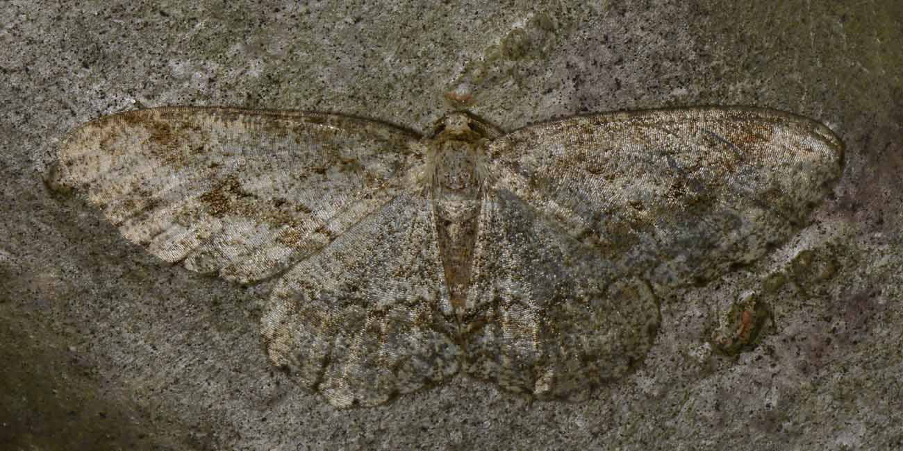 Geometridae:  Ectropis crepuscularia